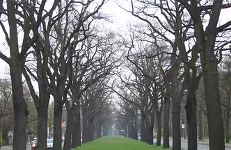 Tree Lane